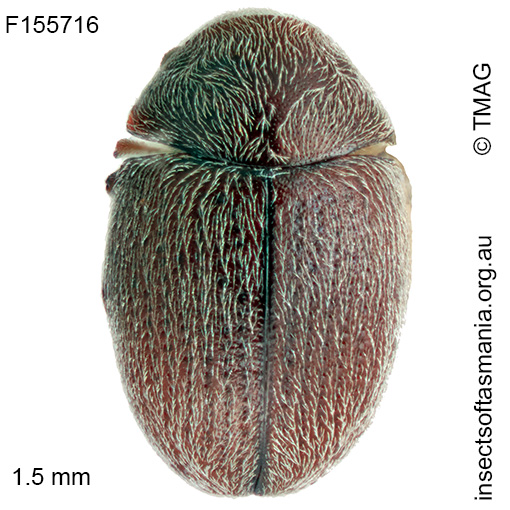 Dorcatoma-cf-elliptica