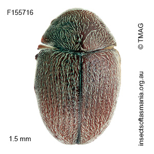 Dorcatoma elliptica