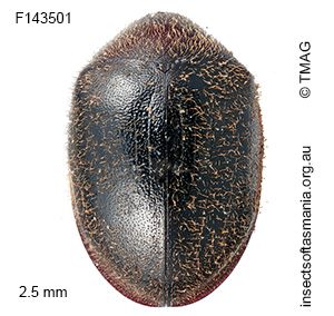 Dorcatoma tasmaniensis