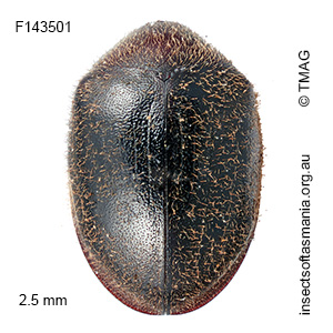 Dorcatoma tasmaniensis