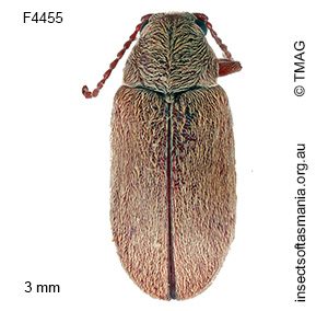 Dryophilodes albatus