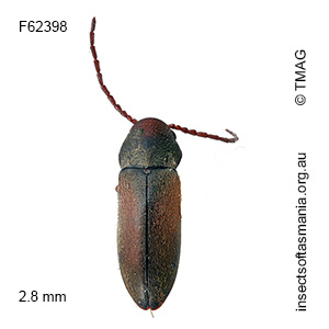 Dryophilodes minor