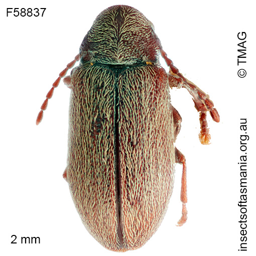 Dryophilodes-murinus
