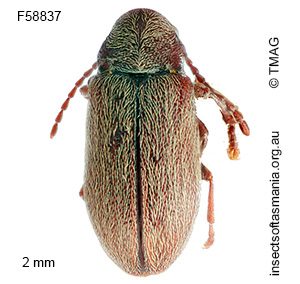 Dryophilodes murinus