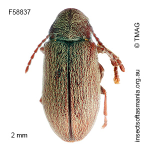 Dryophilodes murinus