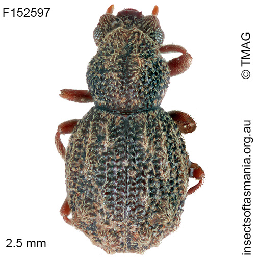 Enhypnon-laticeps