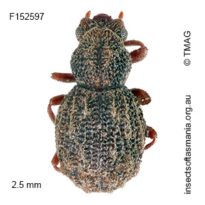 Enhypnon laticeps