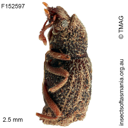 Enhypnon-laticeps