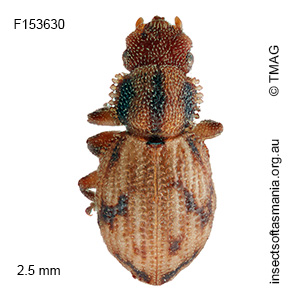 Enhypnon latitarsis