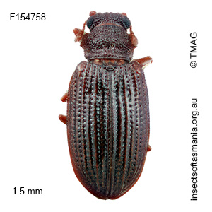 Enicmus foveatus