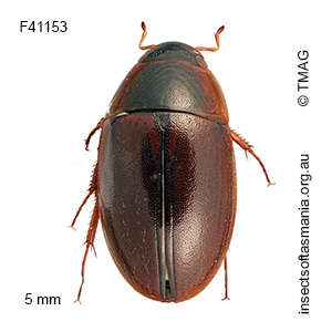 Enochrus maculiceps