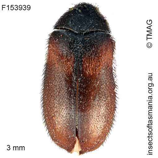 Eurhopalus-vespulae