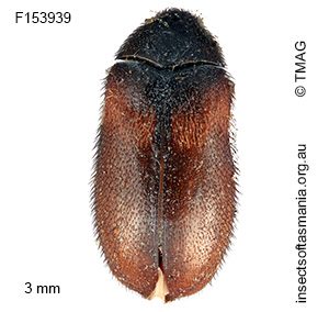 Eurhopalus vespulae
