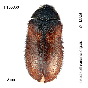 Eurhopalus vespulae