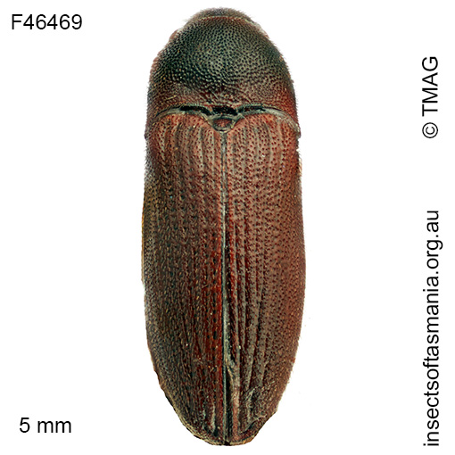 Glyphochilus-lucidus