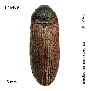 Glyphochilus lucidus