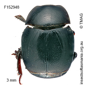 Gnathoncus rotundatus