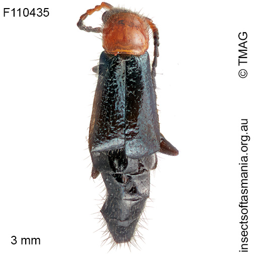 Helcogaster-decipiens