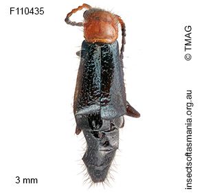 Helcogaster decipiens