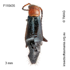 Helcogaster decipiens