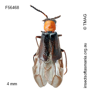 Helcogaster insularis
