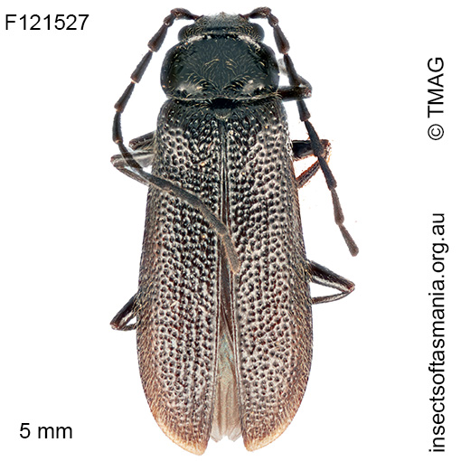 Heteromastix-cribripennis