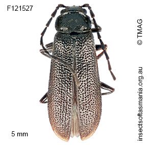 Heteromastix cribripennis