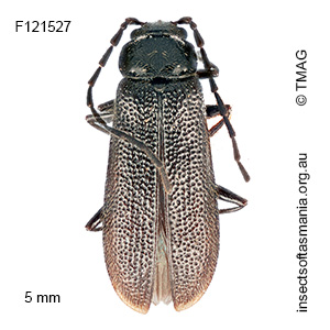 Heteromastix cribripennis