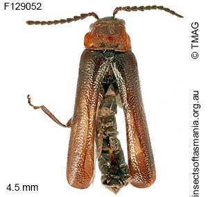 Heteromastix tasmaniensis