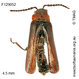 Heteromastix tasmaniensis