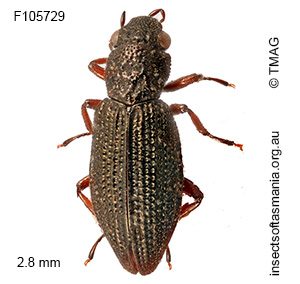 Hydrochus granicollis