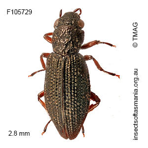 Hydrochus granicollis