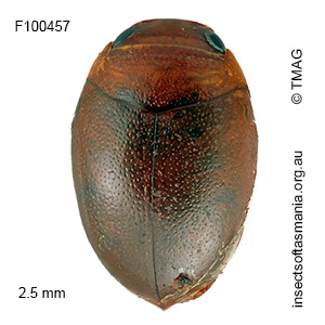 Hydrovatus opacus