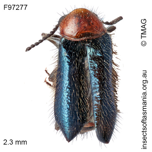 Hypattalus-abdominalis