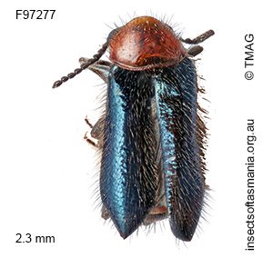 Hypattalus abdominalis