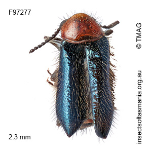 Hypattalus abdominalis