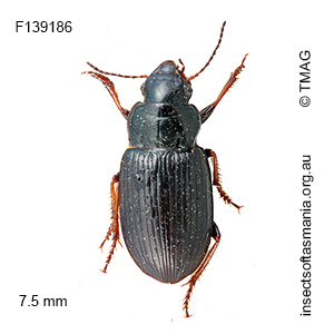 Hypharpax aereus