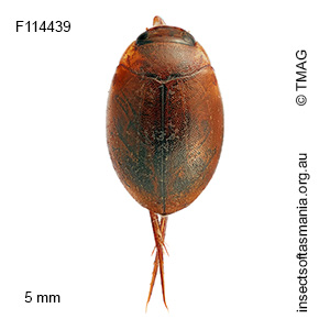 Hyphydrus elegans