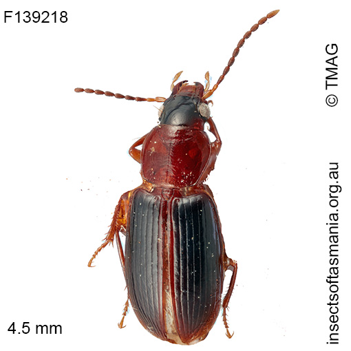 Laemostenus-atriceps