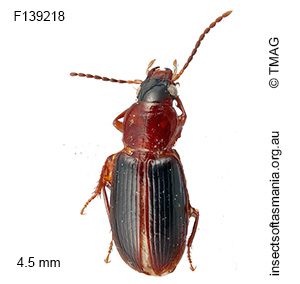 Laemostenus atriceps