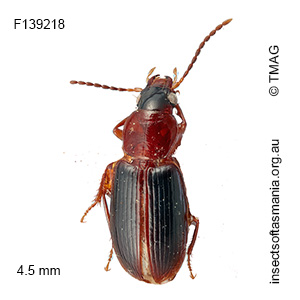Laemostenus atriceps