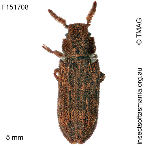 Latometus-pubescens