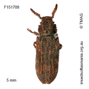 Latometus pubescens