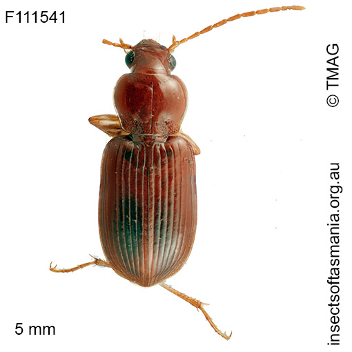 Lecanomerus-tasmanicus