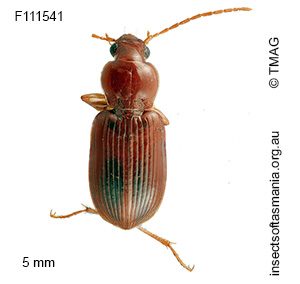 Lecanomerus tasmanicus