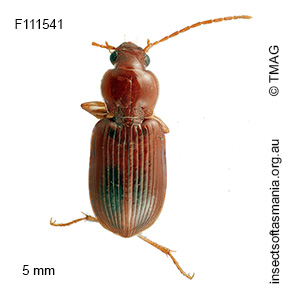 Lecanomerus tasmanicus