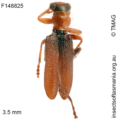 Lemidia-exilis