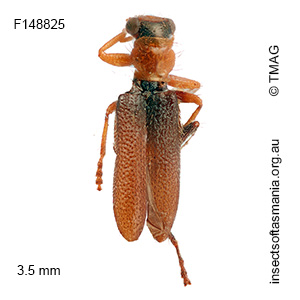 Lemidia exilis