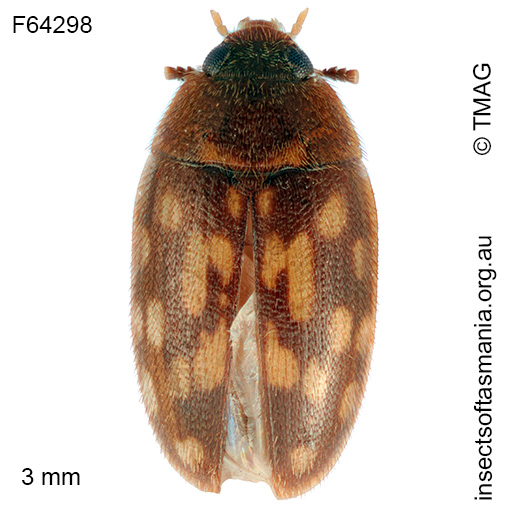 Litargops-multiguttatus