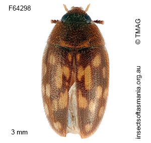 Litargops multiguttatus